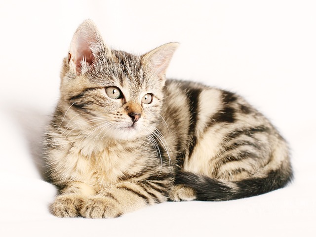 Domesticated Tabby Cats