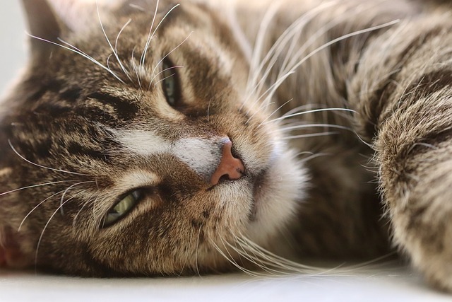Domesticated Tabby Cats
