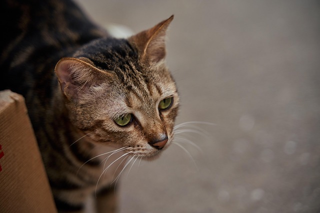 Domesticated Tabby Cats
