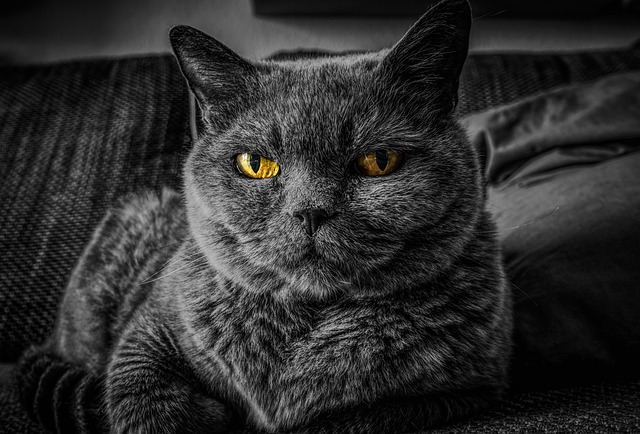 Domesticated Tabby Cats