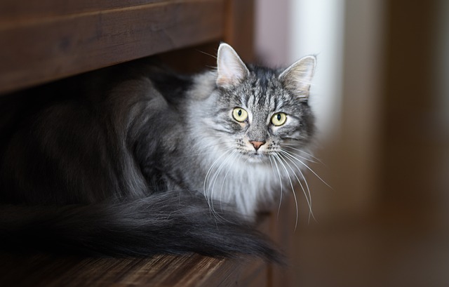 Domesticated Tabby Cats