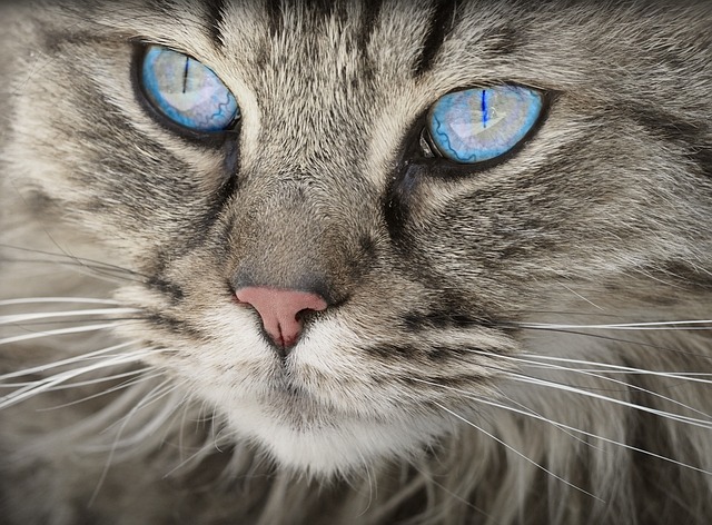 Domesticated Tabby Cats
