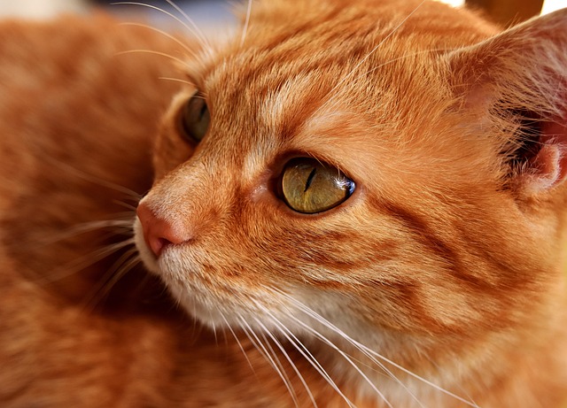 Domesticated Tabby Cats