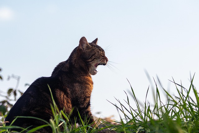Domesticated Tabby Cats