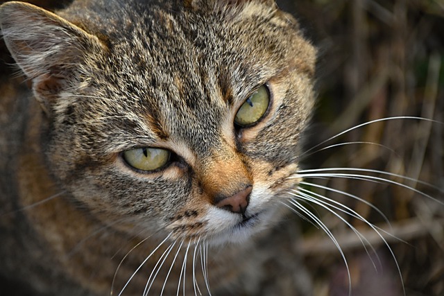 Domesticated Tabby Cats