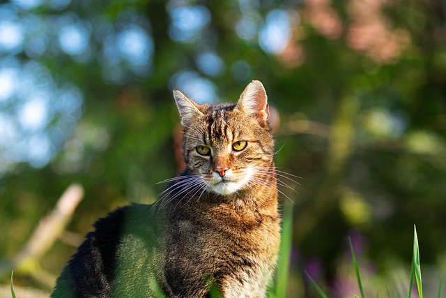 domesticated-tabby-cats-640x480-7847239.jpeg