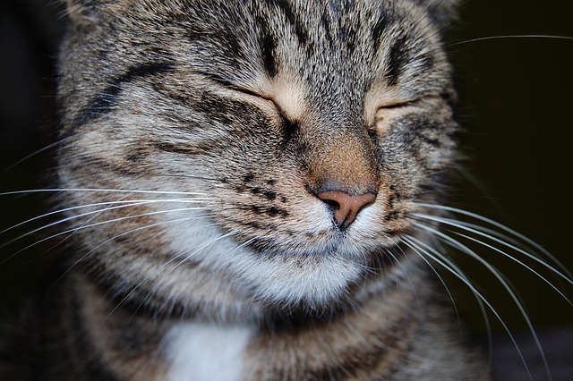 Domesticated Tabby Cats