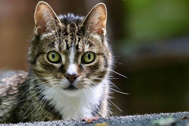 domesticated-tabby-cats-640x480-91302601.jpeg