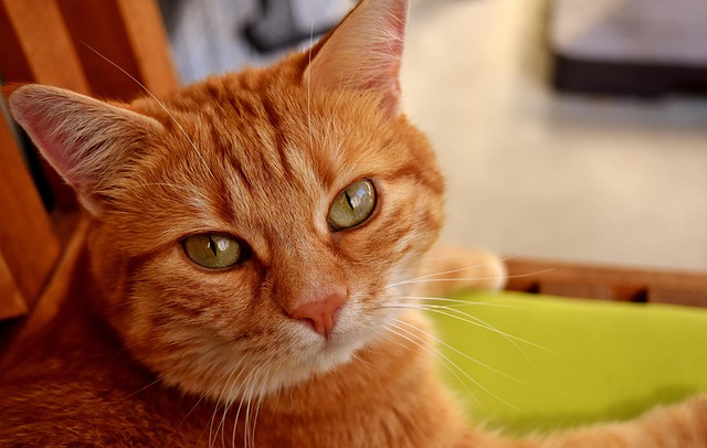Domesticated Tabby Cats