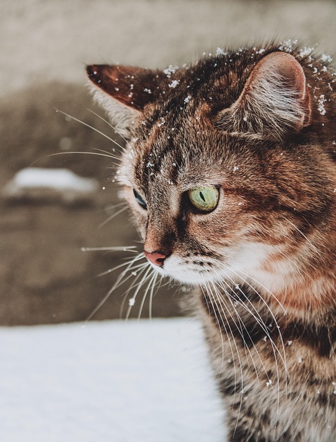 Domesticated Tabby Cats