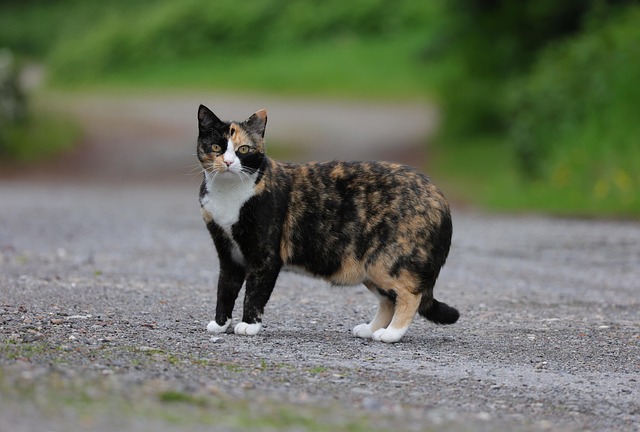 domesticated-tabby-cats-640x480-98941010.jpeg