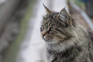 domesticated-tabby-cats-640x480-99333593.jpeg