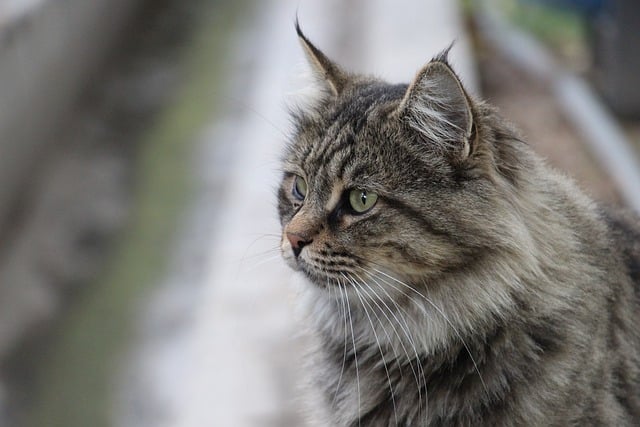 domesticated-tabby-cats-640x480-99333593.jpeg