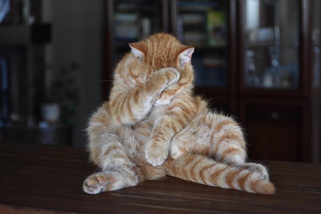 Ginger Cats