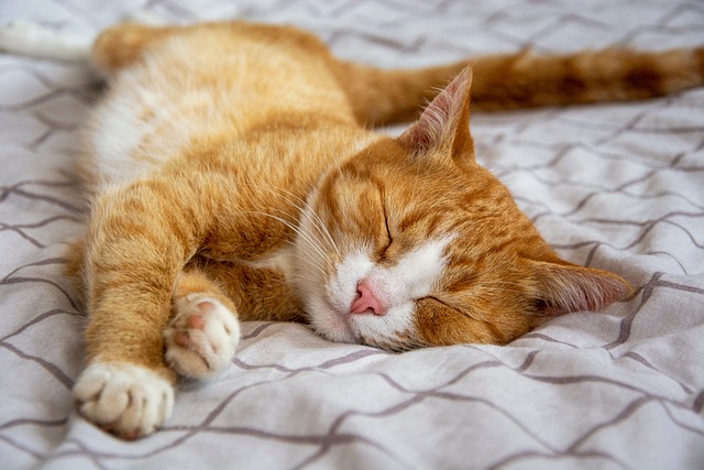 Ginger Cats