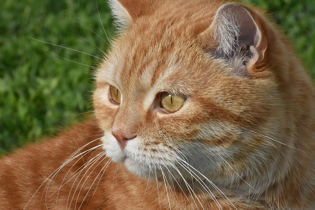 Ginger Cats