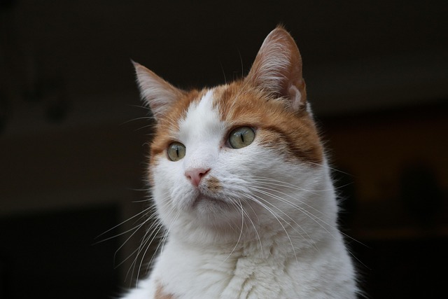Ginger Cats
