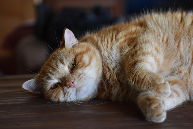 Ginger Cats