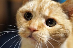 ginger-cats-640x480-1814643.jpeg
