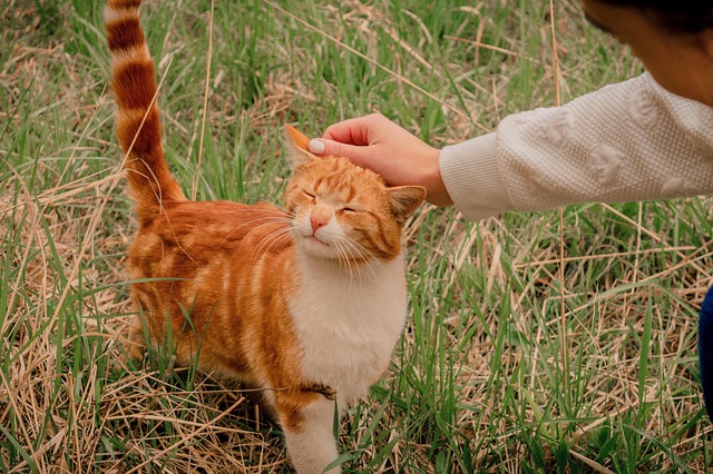 Ginger Cats