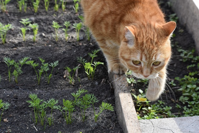 Ginger Cats
