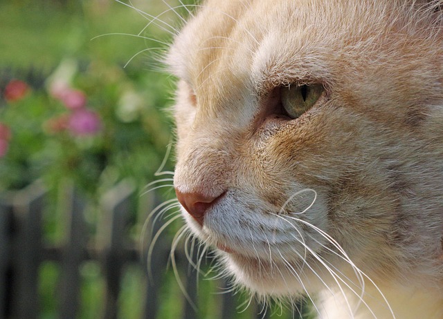 Ginger Cats
