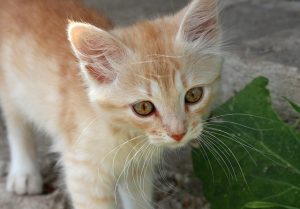 ginger-cats-640x480-30908398.jpeg