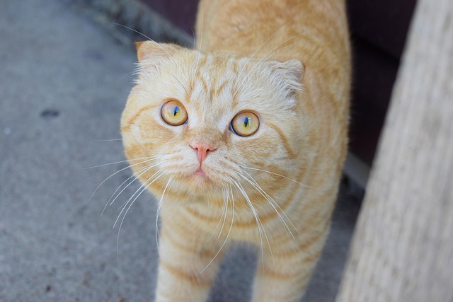 Ginger Cats