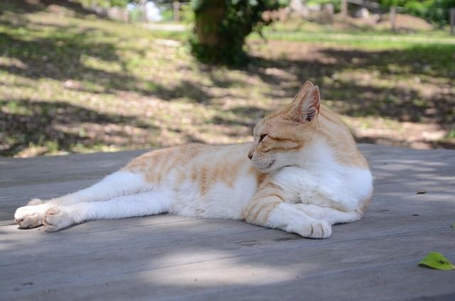 Ginger Cats