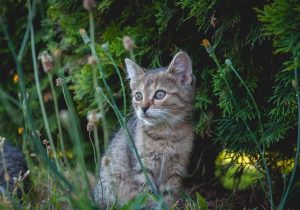ginger-cats-640x480-34001486.jpeg