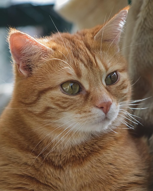 Ginger Cats