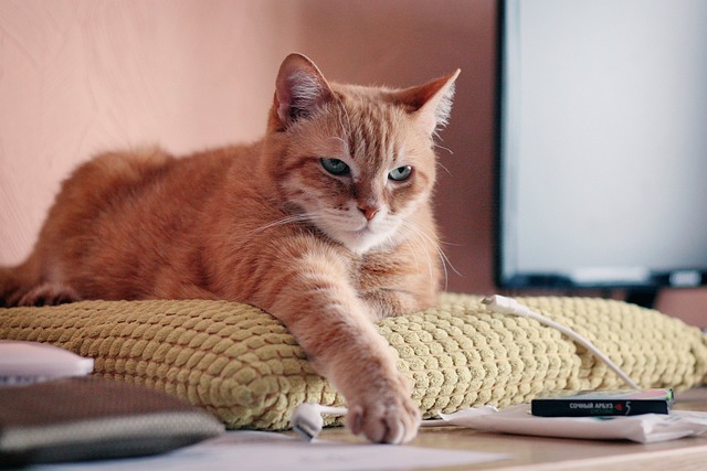 ginger-cats-640x480-3705420.jpeg