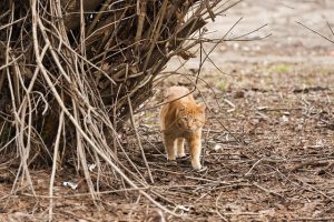 ginger-cats-640x480-37401454.jpeg