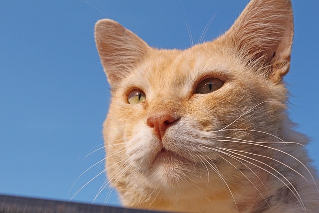 Ginger Cats