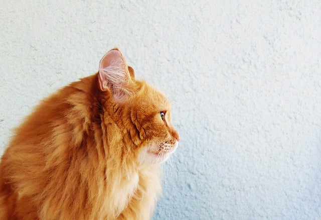 Ginger Cats