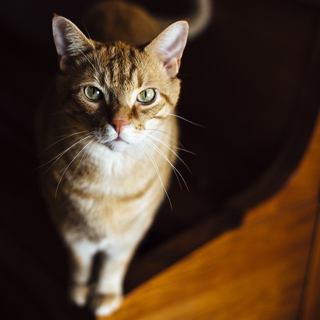 Ginger Cats