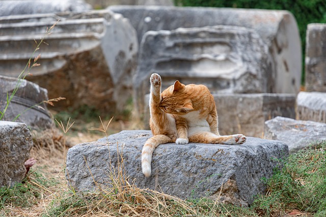 Ginger Cats
