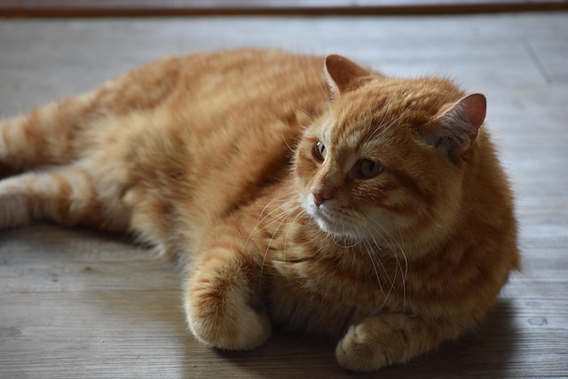 Ginger Cats