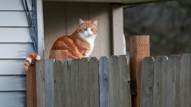 Ginger Cats