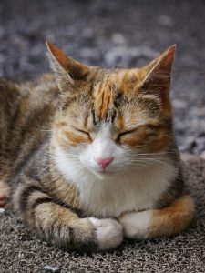 ginger-cats-640x480-57267402.jpeg