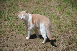 ginger-cats-640x480-61799838.jpeg