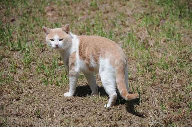 Ginger Cats