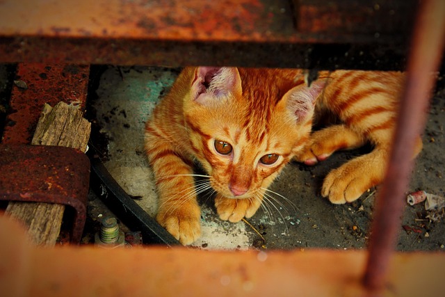 Ginger Cats