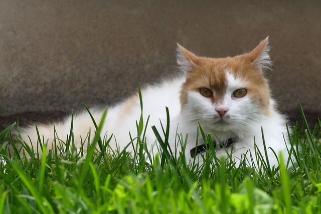 Ginger Cats
