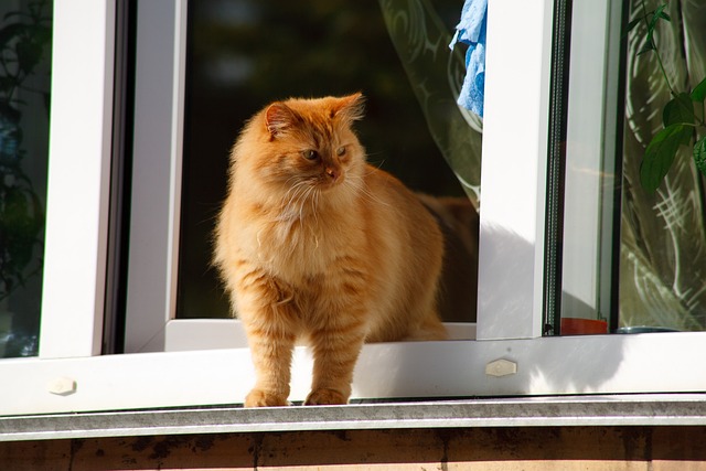 Ginger Cats