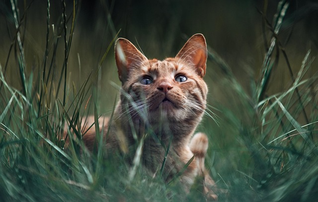 Ginger Cats