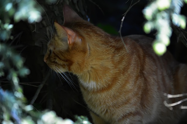 Ginger Cats
