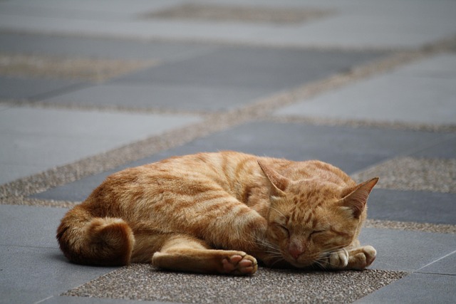 Ginger Cats