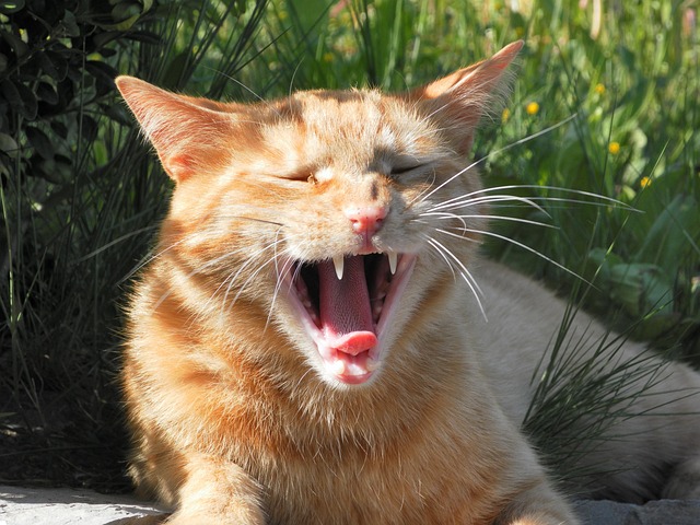 Ginger Cats