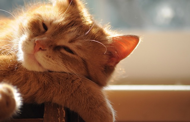 Ginger Cats
